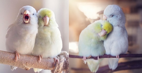 Bir Hayvanseverin Papağanları İçin Hazırladığı 'Resimli Aşk Hikâyesi' Kalbinizi Isıtacak!