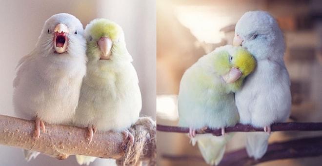 Bir Hayvanseverin Papağanları İçin Hazırladığı 'Resimli Aşk Hikâyesi' Kalbinizi Isıtacak!