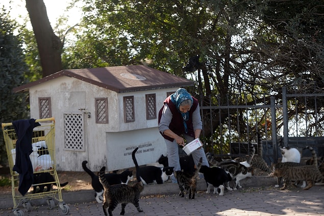 Kedi evlerindeki hayvanları kazaklarıyla ısıtıyor.