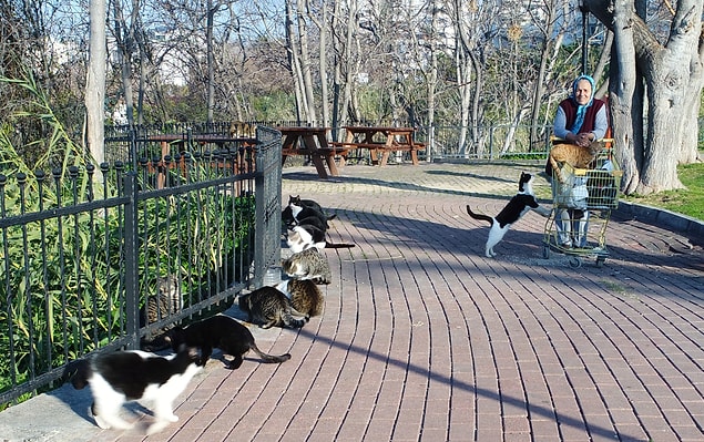 Muazzez teyzenin alışveriş sepetinin sesinin duyan kedi ve köpekler önüne atlıyor.