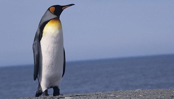 13. Fahişelik yapan penguenler var ve ücret olarak ziyaret ettikleri penguenlerin yuvasından bir adet taş alıyorlar.