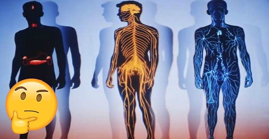 Тест: Насколько хорошо вы знаете собственный организм?