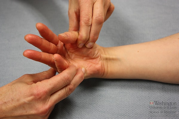 6. Длинная ладонная мышца