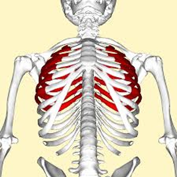 10. 13-е ребро
