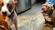 Dünyanın En 'Vahşi' Köpeği Pitbulların Mıncırılası 15 Anı