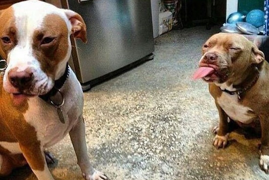 Dünyanın En 'Vahşi' Köpeği Pitbulların Mıncırılası 15 Anı