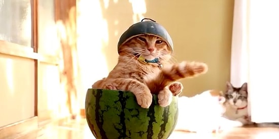 Без кота и жизнь не та! Самые свежие видео с котишками, которых вы еще точно не видели!