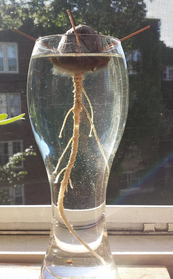 ...и этот доморощенный детеныш авокадо, который вряд ли станет чем-то съедобным