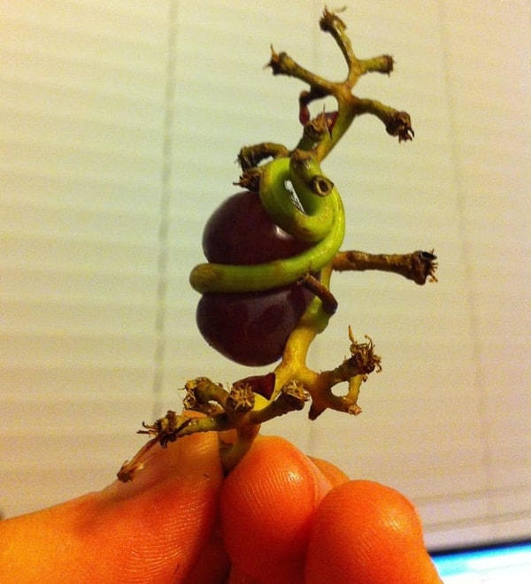 ...и эта бедная задушенная виноградинка