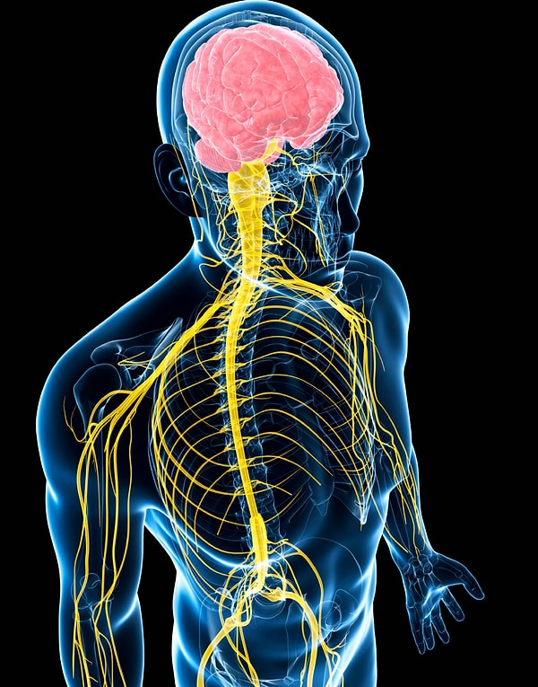 11. Нервная система состоит из клеток, которые называют ...