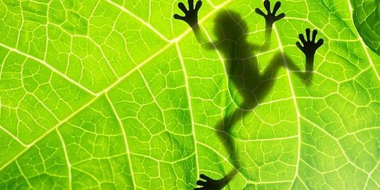 Если в этом тесте по биологии вы наберете 12/12, то вы точно были круглым отличником в школе!