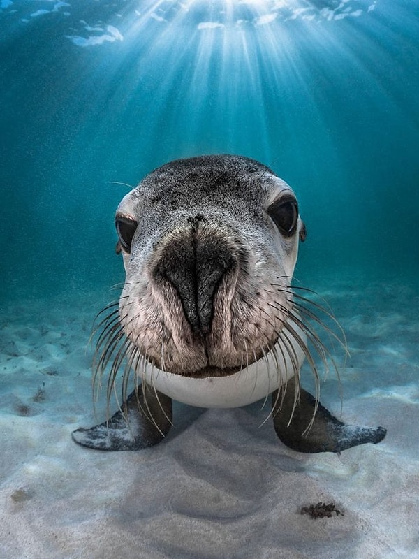 7. Номинация "Портрет": "Австралийский морской лев", автор: Greg Lecoeur