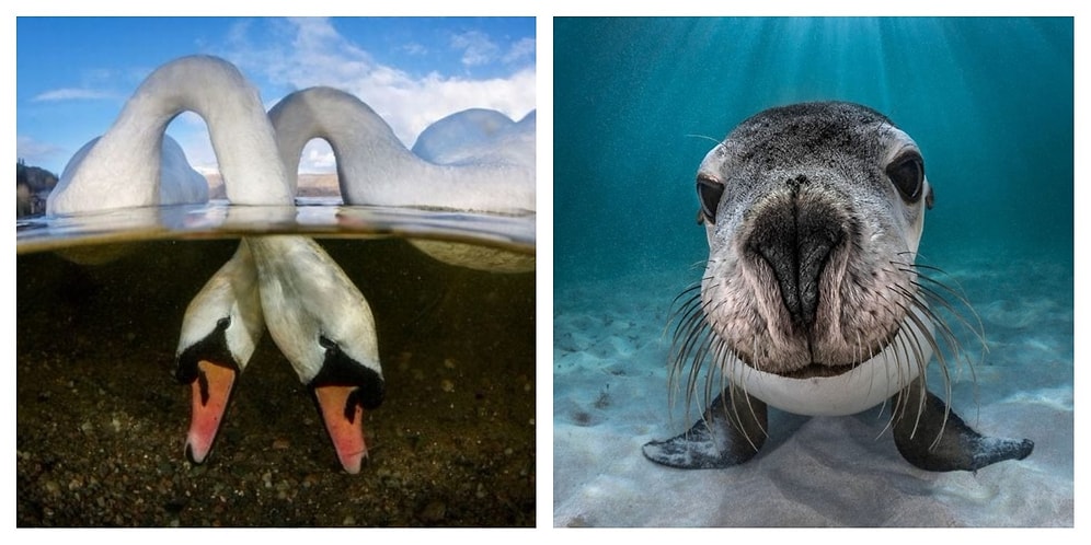 Объявлены победители конкурса на лучшего подводного фотографа 2018 года!