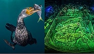 Görünce Büyüleneceksiniz! Yılın Su Altı Fotoğrafçısı Yarışmasında 2018 Kazananları