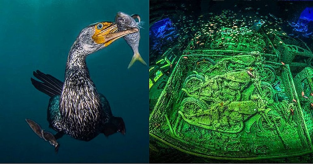 Görünce Büyüleneceksiniz! Yılın Su Altı Fotoğrafçısı Yarışmasında 2018 Kazananları