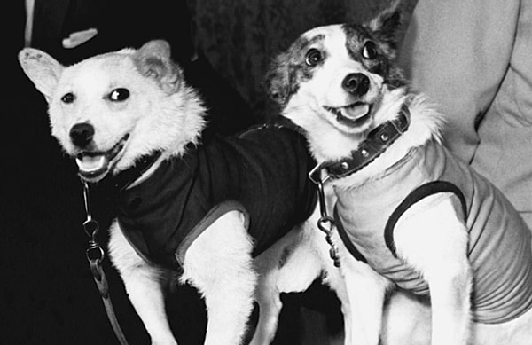 11. Собака какой породы первой побывала в космосе?