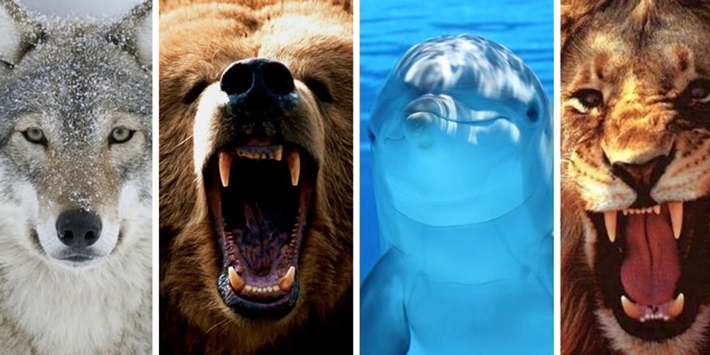 Тест: Вы волк, медведь, дельфин или лев? Ответьте на 8 вопросов и узнайте свой хронотип