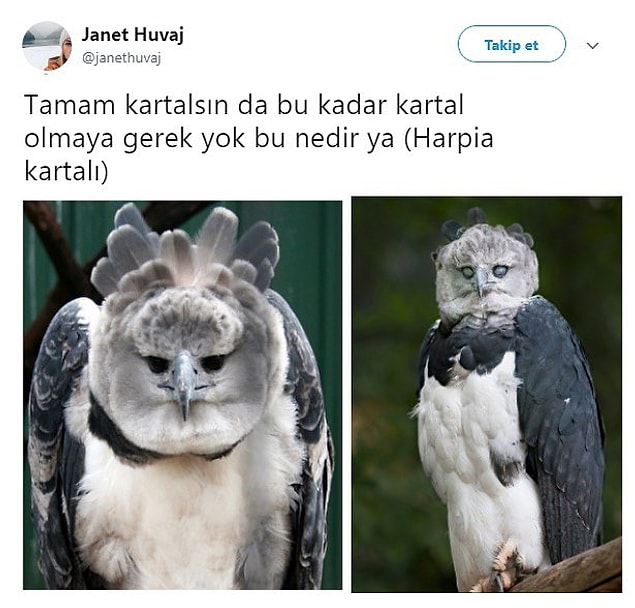 5. Harpia kartalıyım diyor.