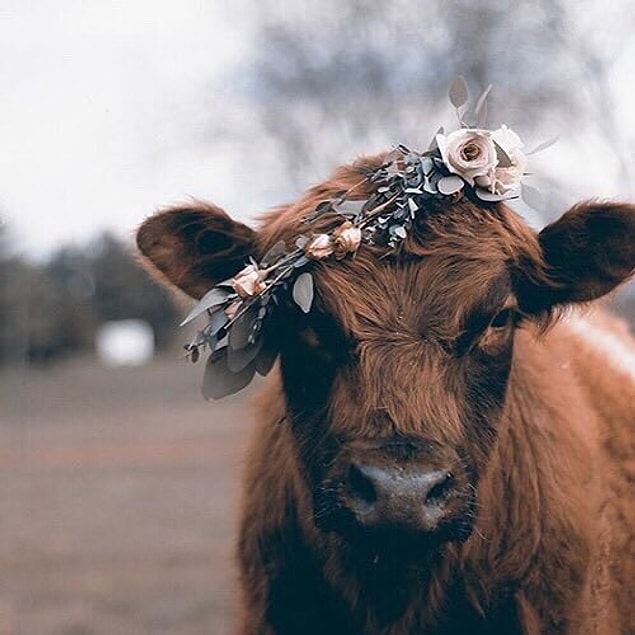 4. "Tumblr'a koy beni."