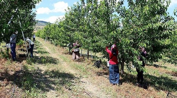 Projenin ilk etabında 5 bin dönümlük alana elma, armut, şeftali ve kiraz fidanları dikilerek meyve bahçesi oluşturuldu.