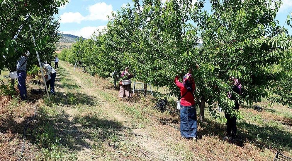 Yozgat'ta Birlikten Güç Doğdu: Sınırları Kaldırıp Tarlalarını Birleştiren Kabalı Köylüleri Geri Göçü Başlattı
