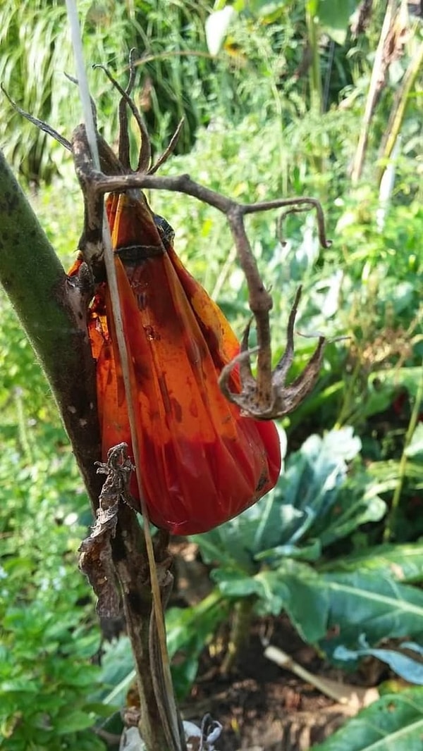 10. Мусорный мешок? А вот и нет! Это испортившийся прямо на ветке помидор