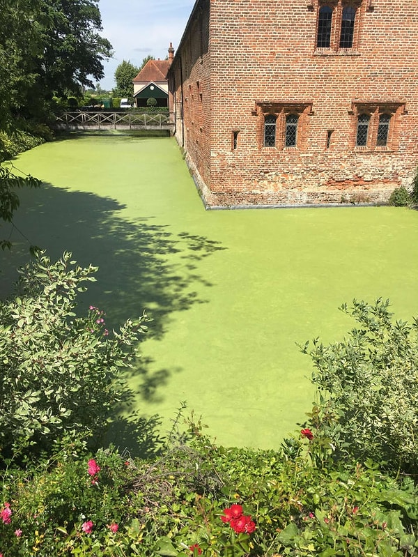 16. А в этот водоем можно легко провалиться, перепутав его с газоном