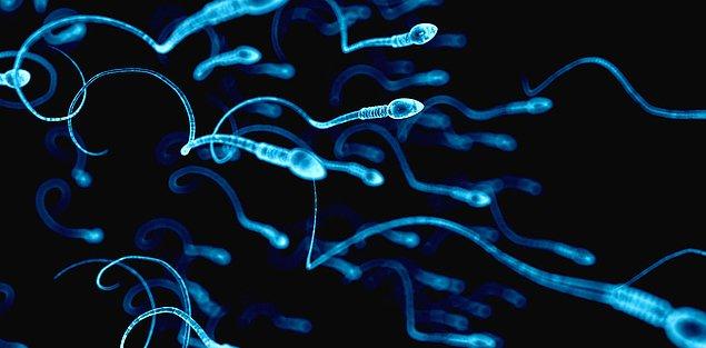 8. Erkeğin vücudu sperm hücrelerini yabancı hücreler olarak gördüğü için akyuvarla sürekli olarak onlara saldırır. İşte bu yüzden vücut spermleri koruyan bir grup hücre üretmek zorundadır.