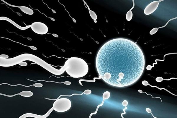 10. İnsan vücudundaki yumurta hücreleri en büyük hücrelerdir. Spermler ise en küçük hücreler!