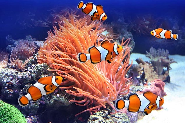 12. Kayıp Balık Nemo hikayesi gerçekte olsaydı durum biraz farklı gelişebilirdi!