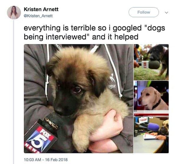 7. Her şey boktan, ben de gidip 'röportaj veren köpekler'i googleladım ve işe yaradı.