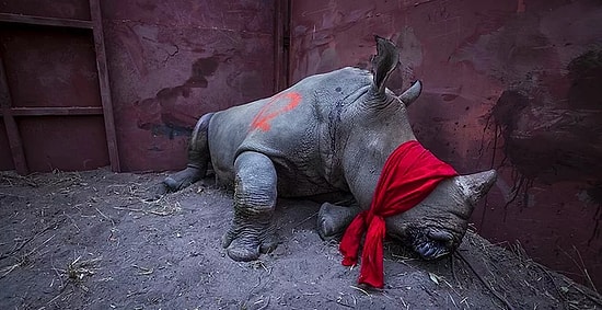 Никого не оставят равнодушными: Объявлены номинанты фотоконкурса World Press Photo Contest 2018