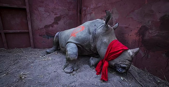 Никого не оставят равнодушными: Объявлены номинанты фотоконкурса World Press Photo Contest 2018