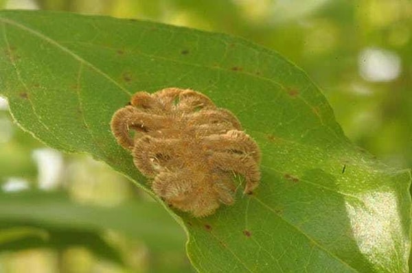 4. Гусеница Phobetron pithecium