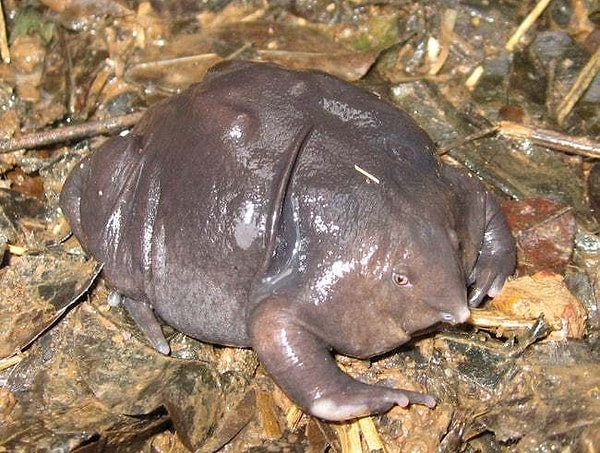 6. Пурпурная лягушка