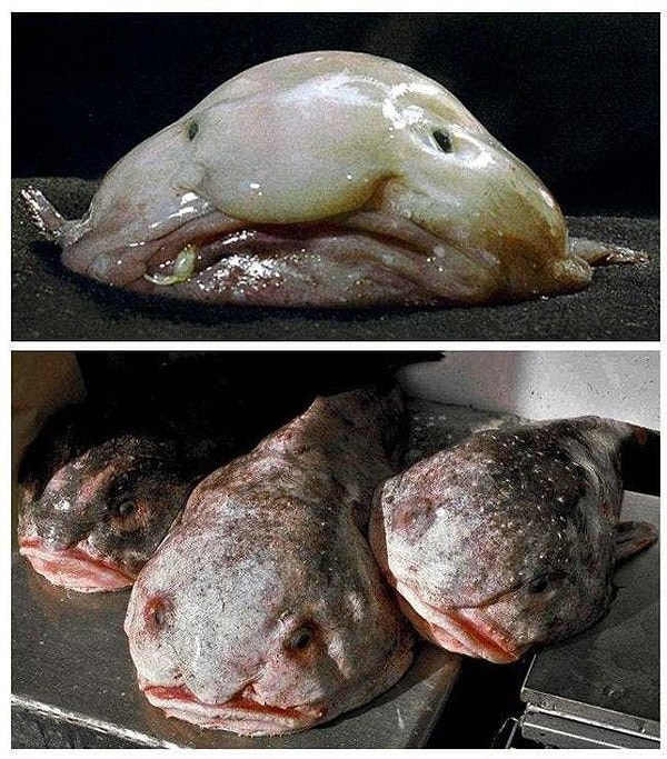 9. Рыба-капля