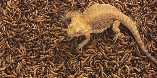 Kendisini Bir Anda 2000 Morio Kurdu Arasında Bulan Sakallı Ejder