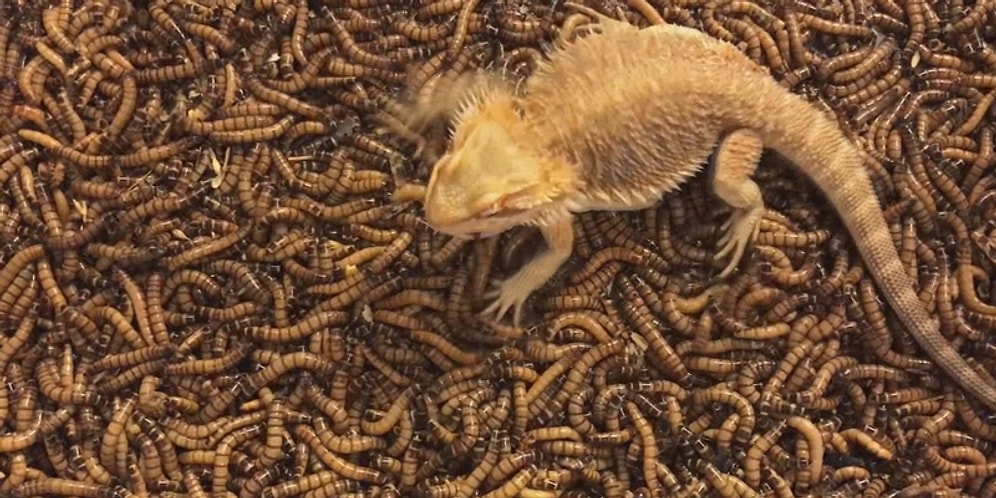 Kendisini Bir Anda 2000 Morio Kurdu Arasında Bulan Sakallı Ejder