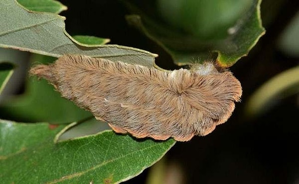 12. Гусеница бабочки-мегалопигида