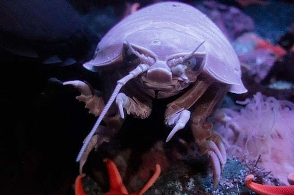 13. Гигантский изопод