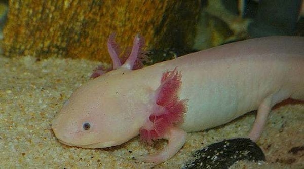 14. Аксолотль