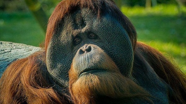 22. Орангутан