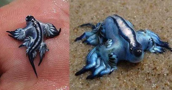 22 редких животных, которые выглядят настолько нереально, что вы не поверите в их существование
