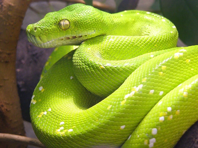 5. Boomslang ölümü