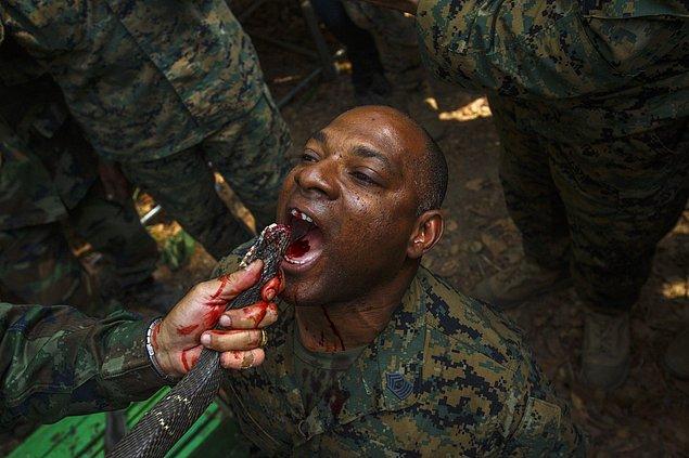 Tatbikat kapsamında Amerikan askeri, ormanda hayatta kalma çalışması sırasında kobra kanı içiyor (2014).