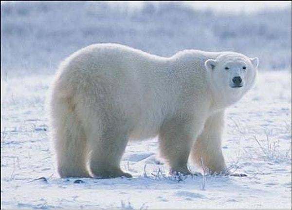 19. Karla kaplı Antartika'da beyaz renkli kutup ayılarını takip etmekte zorlanan bilim insanları, termal kamera kullanmaya karar verir ama sonuç ilginçtir, çünkü kamera işe yaramıyordur.