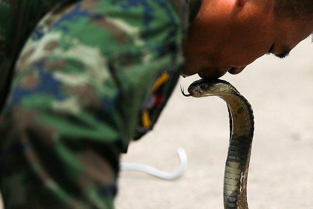 Yerel askeri birliklerden bir er, kobra yılanını işte böyle öpmüş.