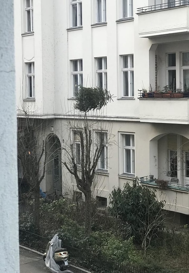 9. Yılbaşı ağaçlarını işiniz bitince camdan aşağı atmamak için güzel bir sebep 🤔