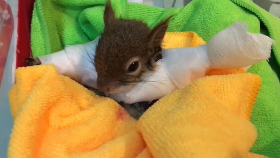 Kolları Kırılan Sincabı Acil Müdahale ile Sağlığına Kavuşturmaya Çalışan Güzel İnsanlar