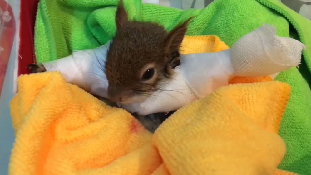 Kolları Kırılan Sincabı Acil Müdahale ile Sağlığına Kavuşturmaya Çalışan Güzel İnsanlar